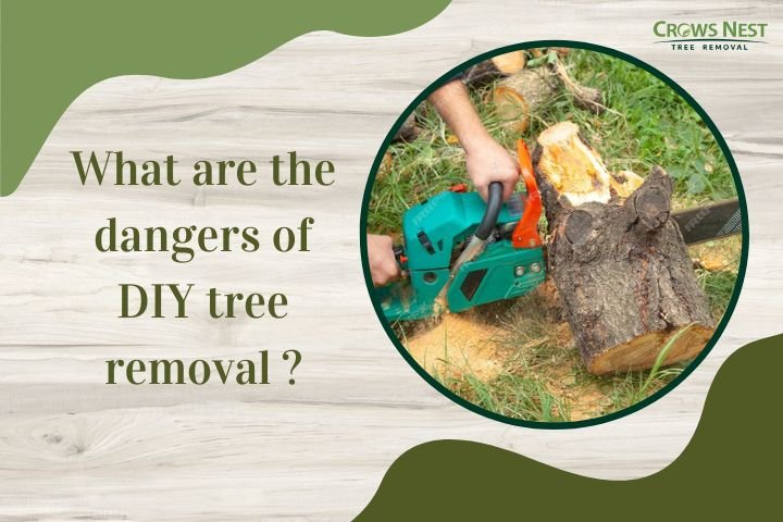 what are the dangers of DIY tree removal ?